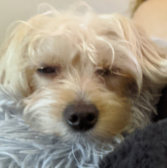 Meet your Posher, Matteo - Picture 1 of 1